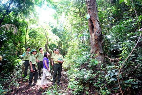 Cán bộ Vườn Quốc gia Bái Tử Long kiểm tra thực địa khu vực mình quản lý
